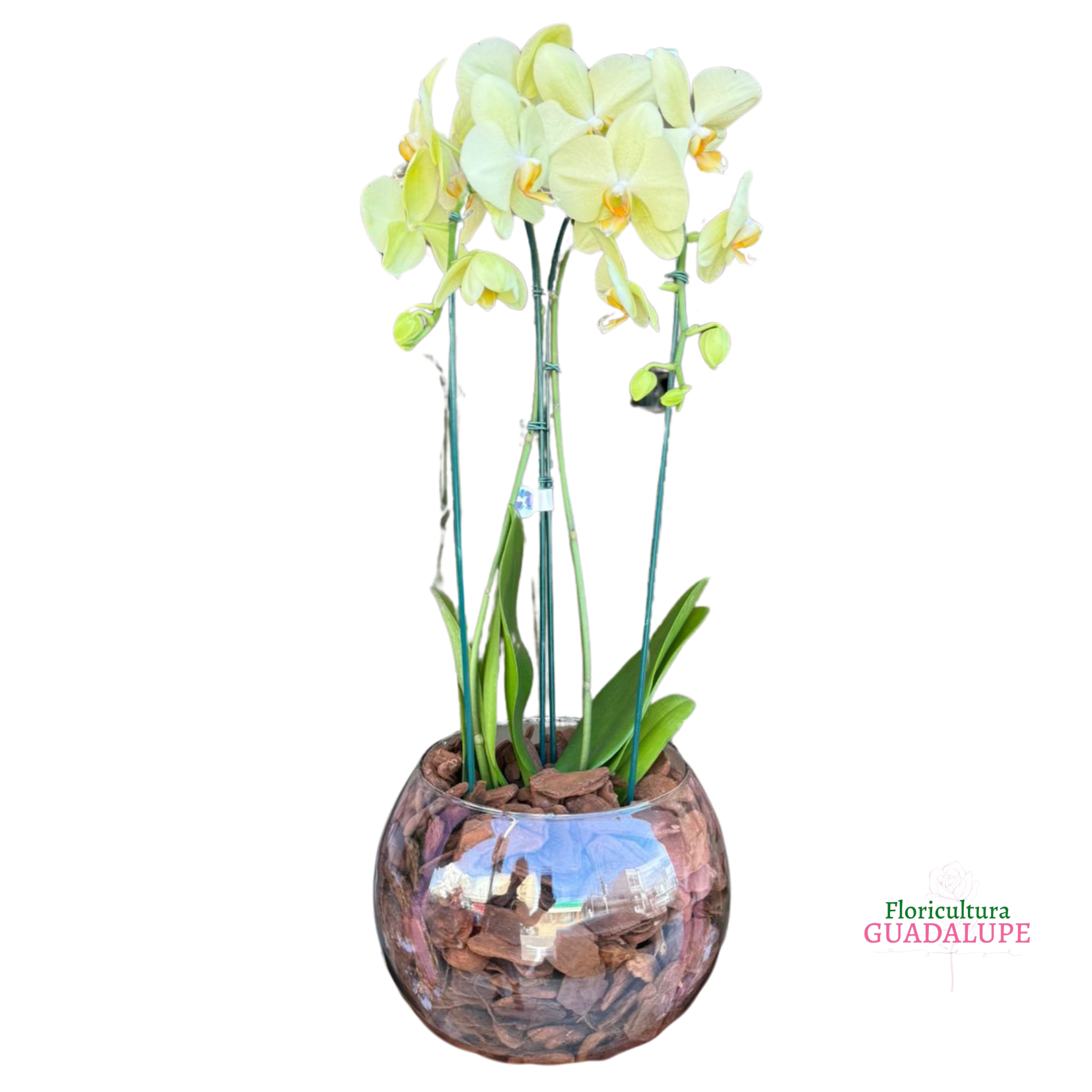 Orqu�dea Vaso Aqu�rio