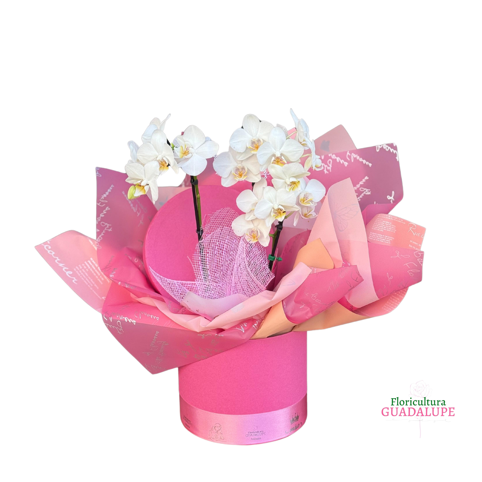 Mini Orqu�dea de Luxo - Amor Sem Fim