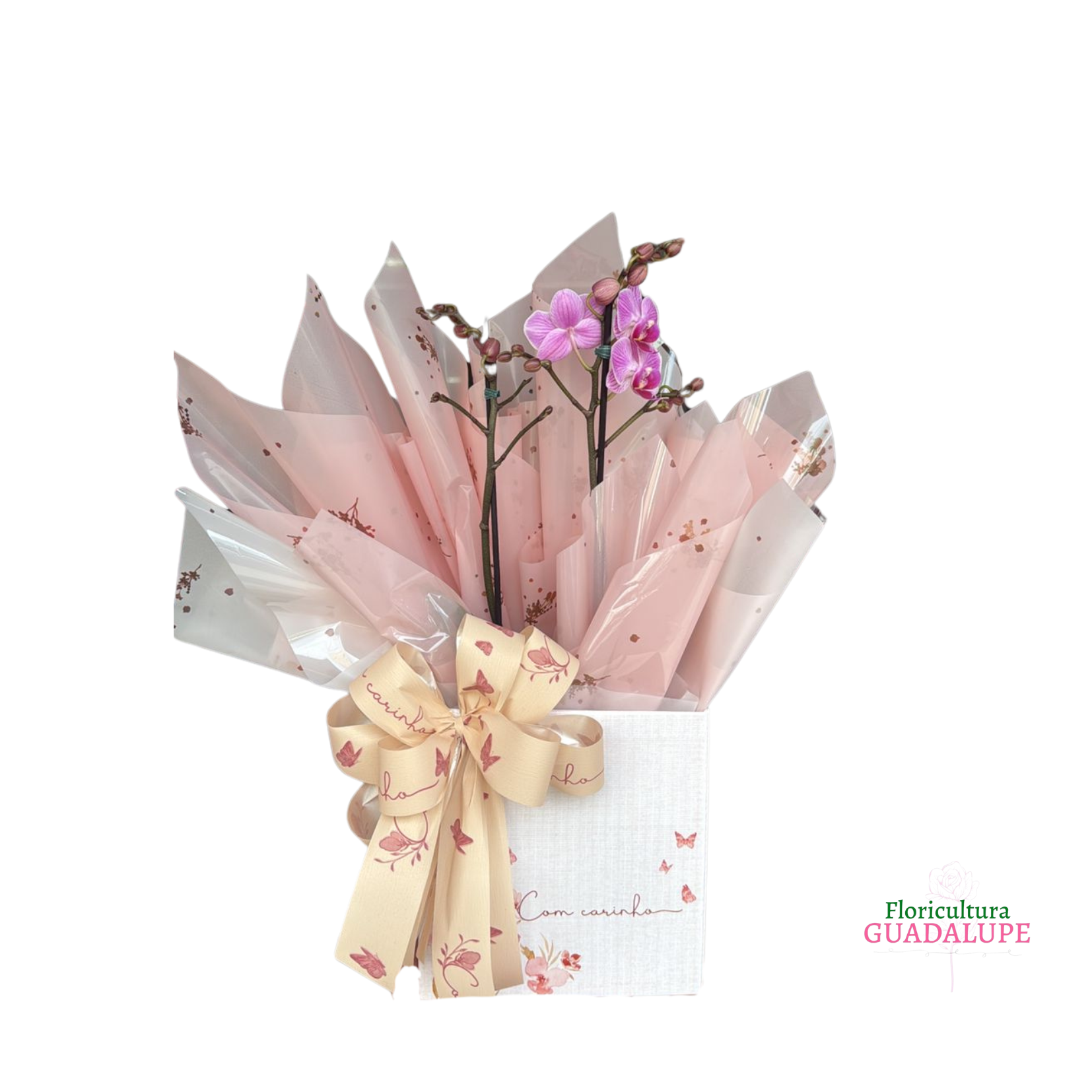 Mini Orqu�dea - Embalagem de Presente