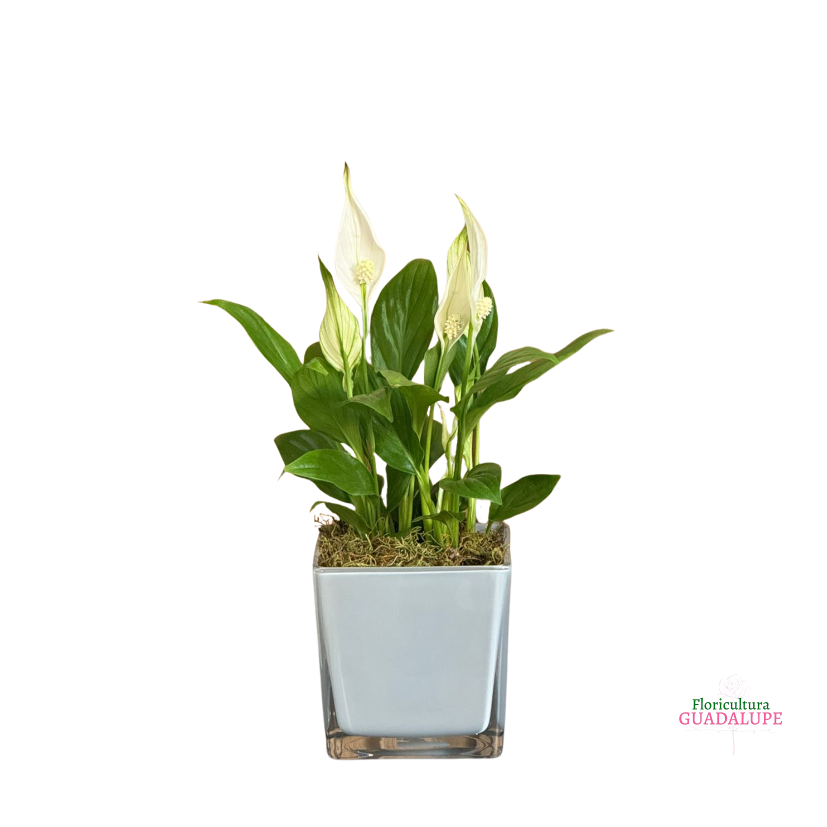 Vaso Polon�s de Ant�rio Branco