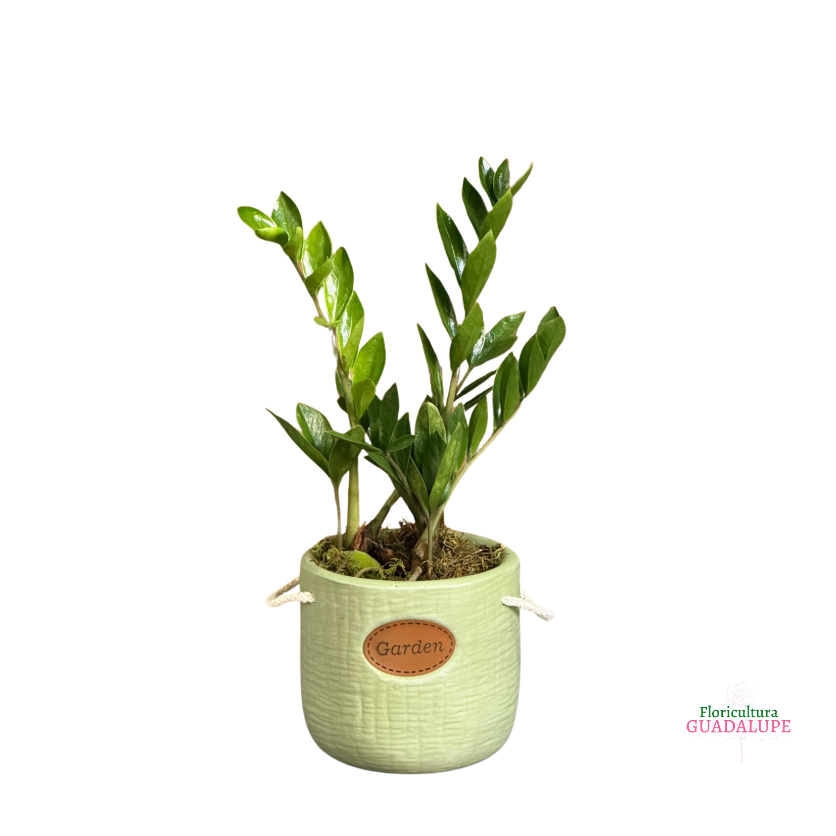 Mini Zamiolcuca Vaso de Cer�mica - Garden