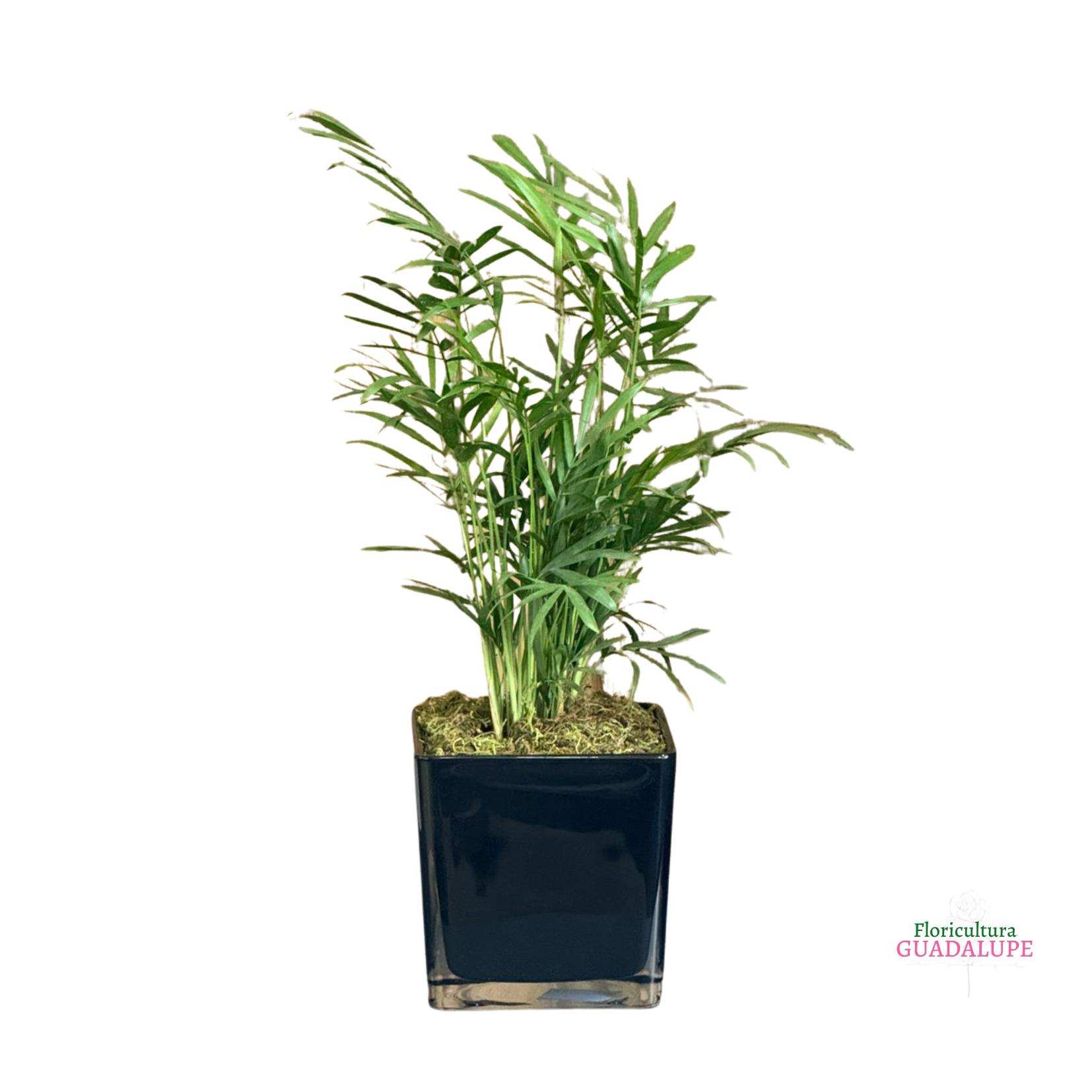 Vaso Polon�s de Mini Palmeira