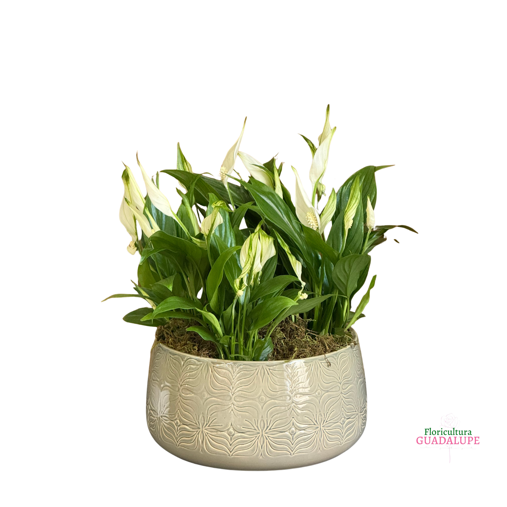 Arranjo de Mini Ant�rios - Bacia Polonesa