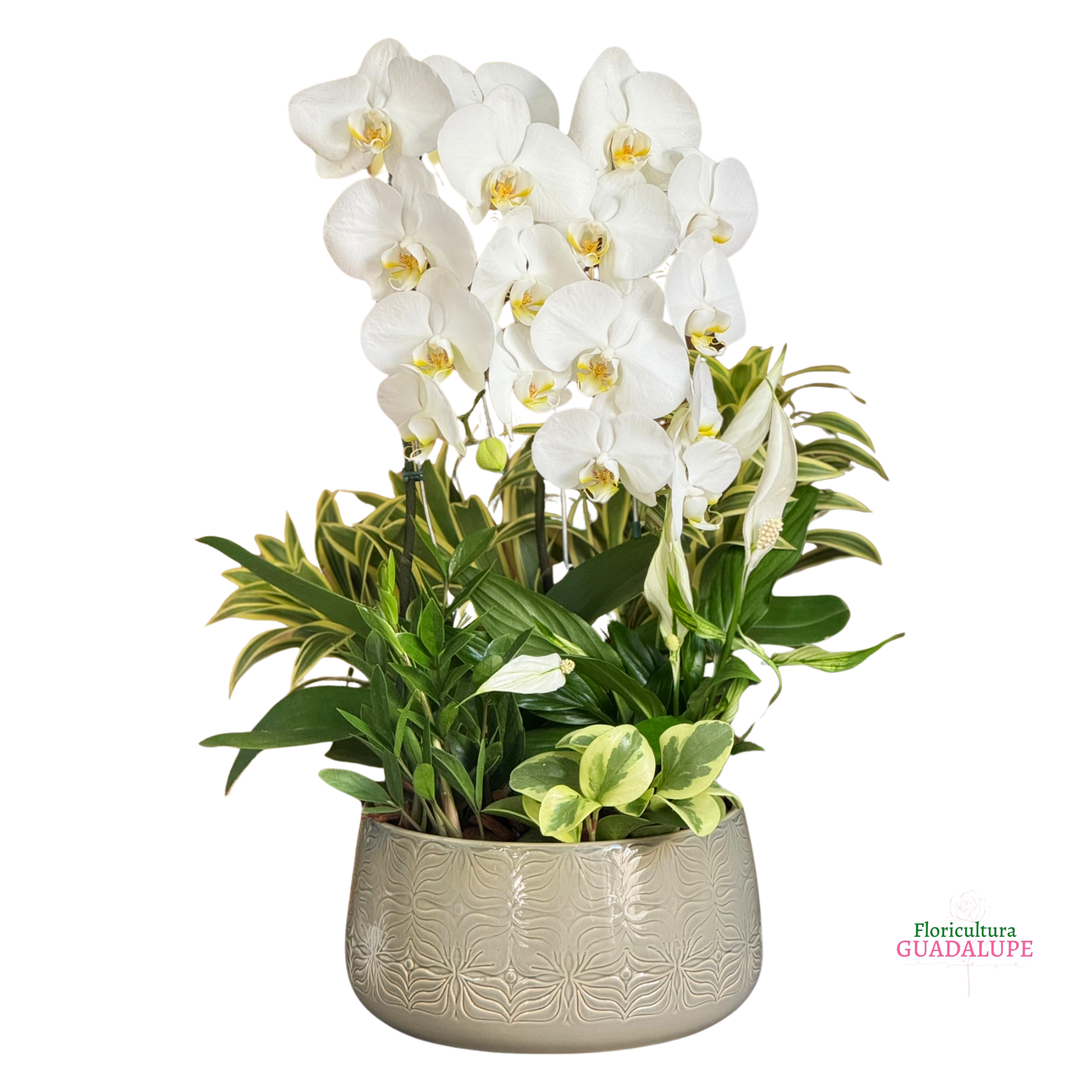 Arranjo de Orqu�dea em Bacia Polonesa