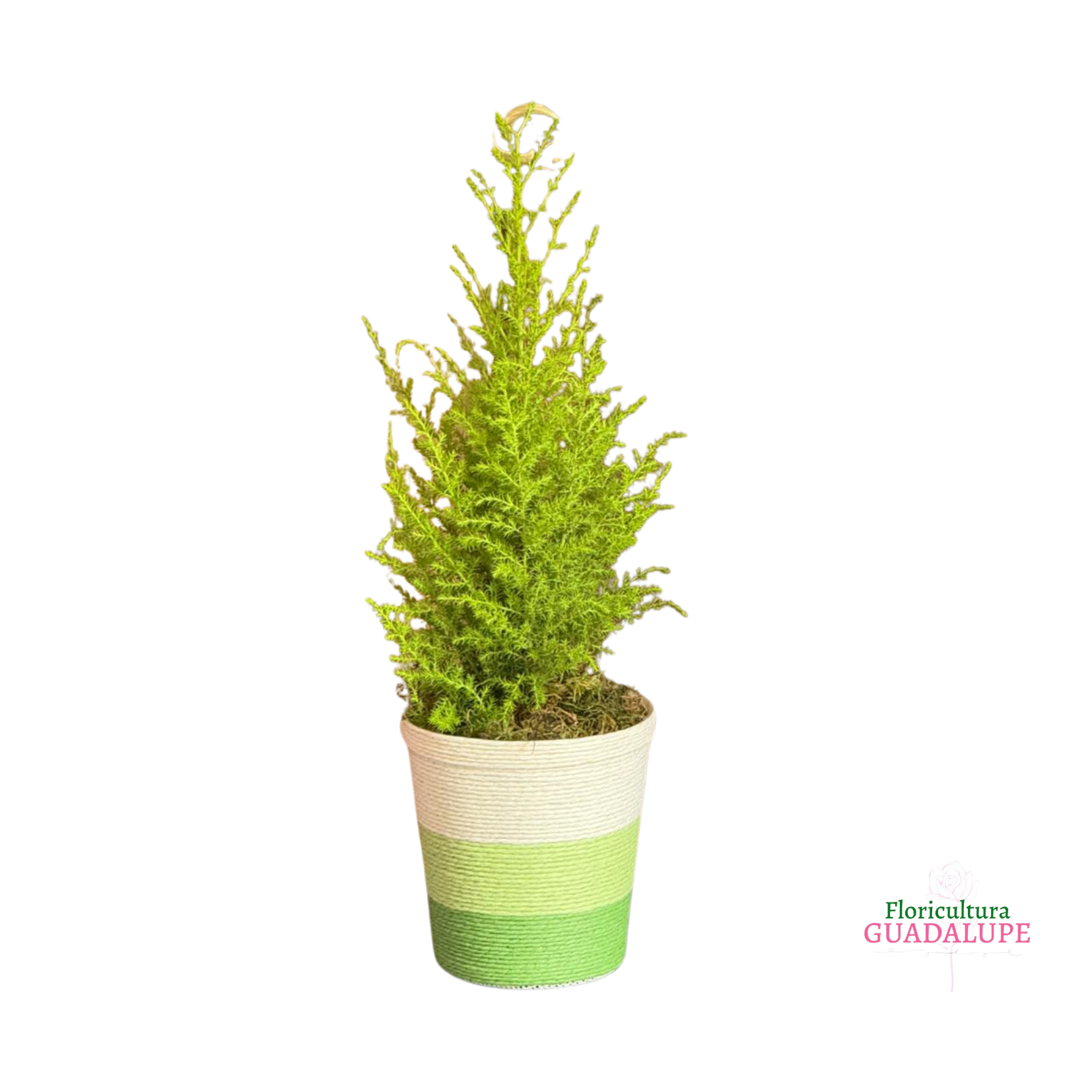 Mini Tuia em Vaso de Linho