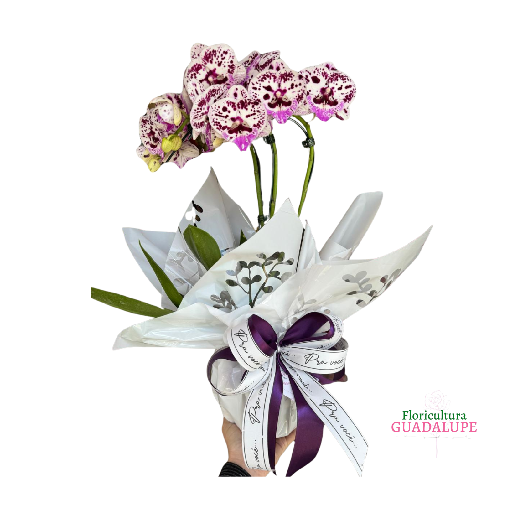 Orqu�dea - Embalagem de Presente