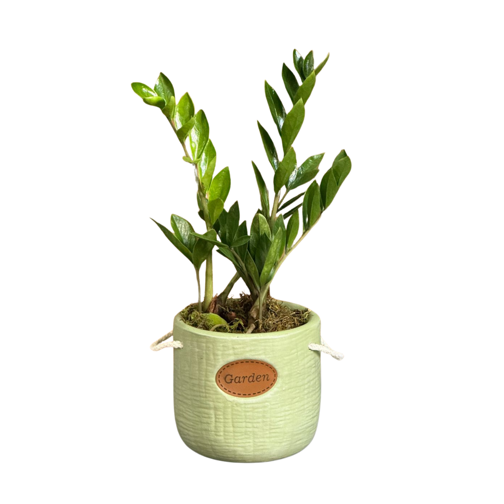 Plantas de vaso